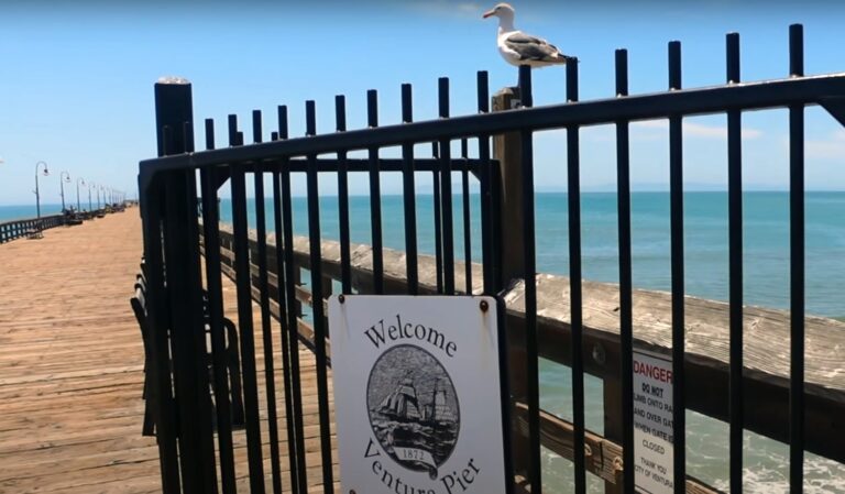 A seagull sitting on a fence at the Ventura Pier